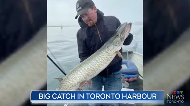 A FISH TALE: MAN CATCHESRARE 43-INCH MUSKIEIN THE TORONTO HARBOUR