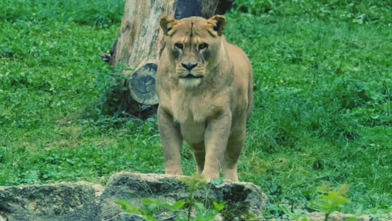 True King of Jungle!