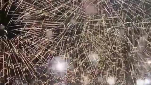 Always want to see a summer fireworks, fireworks to the stars, all wishes come true