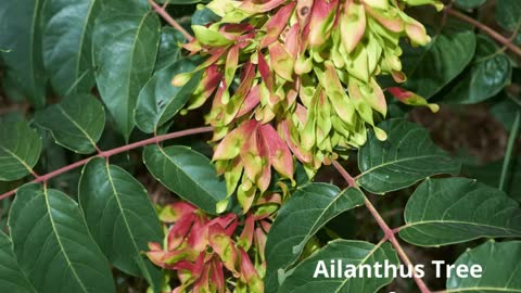 Ailanthus Tree Falling Waters West Virginia