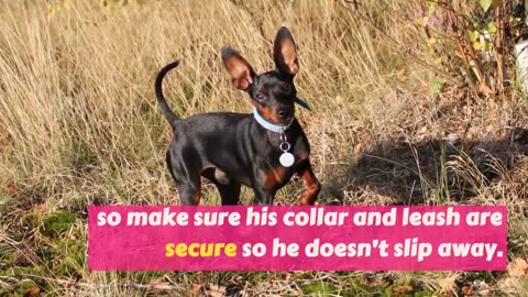 The Ultimate Guide To Caring For A Miniature Pinscher