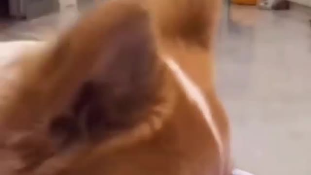 Funny dog