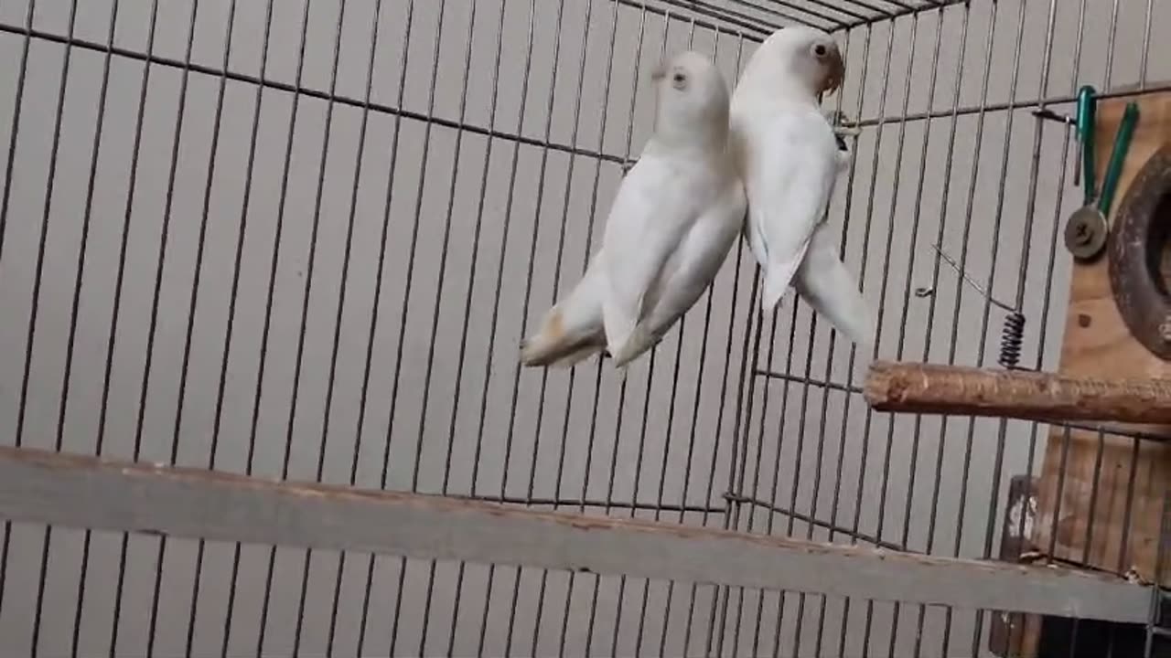 Albino lovebirds