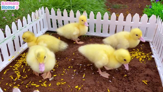 BiBi helps dad feed ducklings and take the ducklings to swim