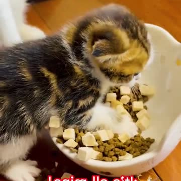 funny cat videos