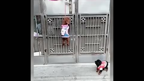 try not to laugh compilation! laughypets