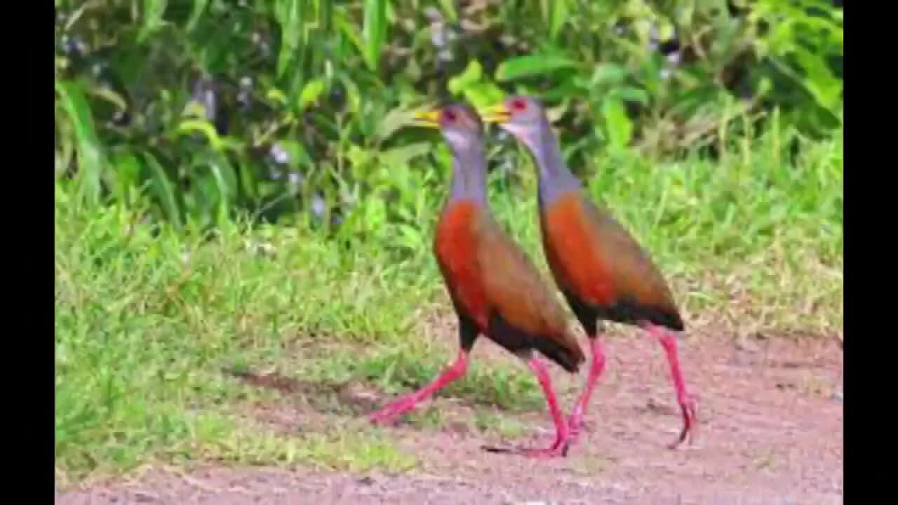 Canto da Saracura três pote