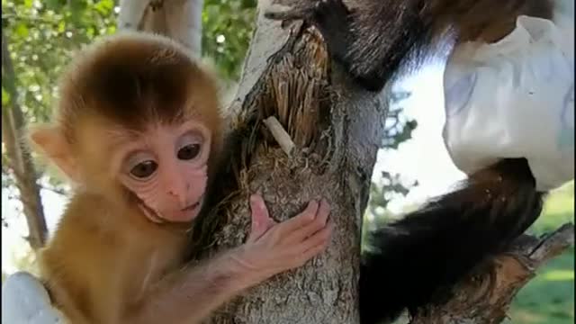 Cute little baboon playing on the tree