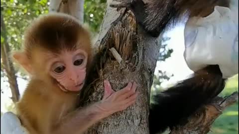 Cute little baboon playing on the tree