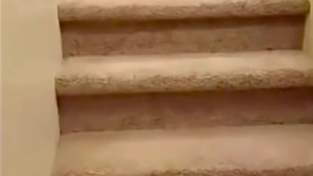 Funny Animals video