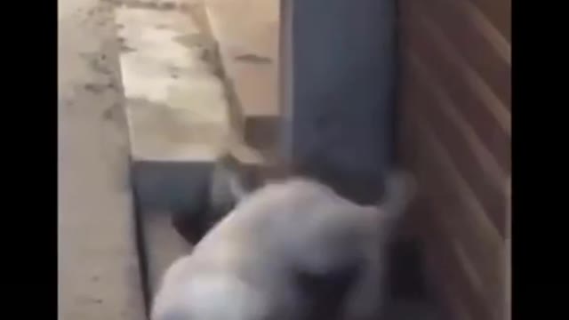 Cats Scare Sleeping Dog - Very funny dog the way he reacts