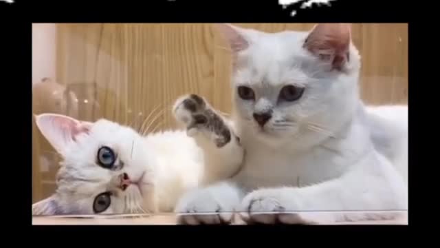 Baby Cats - Cute and Funny Cat Videos