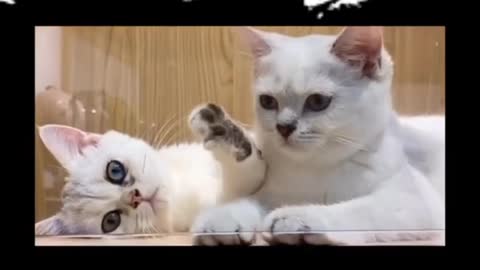 Baby Cats - Cute and Funny Cat Videos