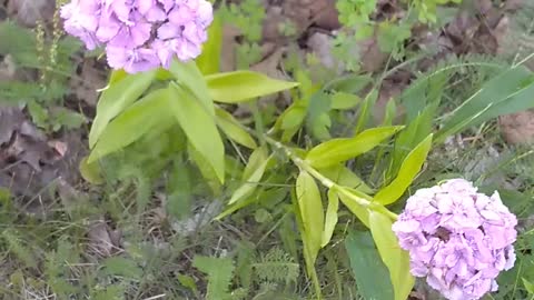 Sweet William