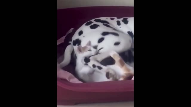 Funny cat