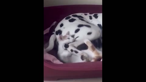 Funny cat