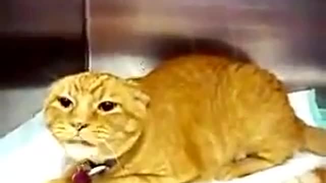 Very Angry Cat must watch