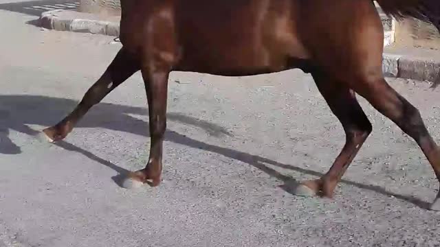 Horse escape and fall