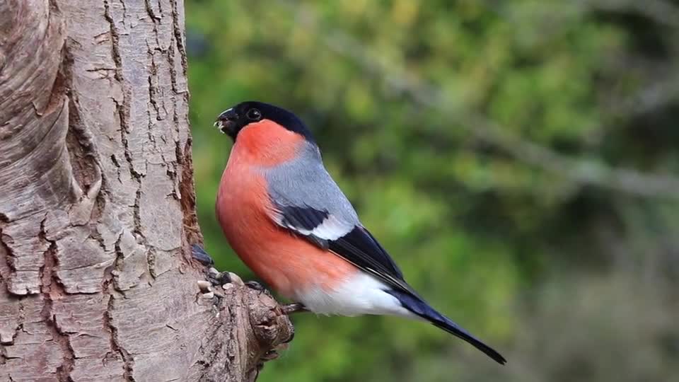 bird and nature what a beautiful union