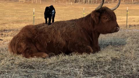 Dwarf Goat Uses Cow as Personal Playground