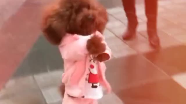 Puppies dance