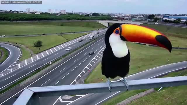 TUCANO SHOWS TO THE CAMERA