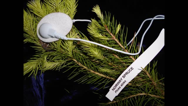 Sun Loving Norway Spruce Sapling May 2021
