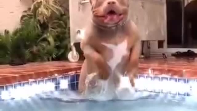 a cute dog video#shorts