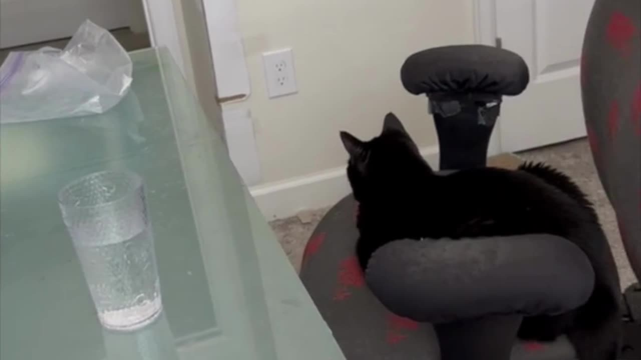 Adopting a Cat from a Shelter Vlog - Cute Precious Piper Enjoys Her Office Amenities #shorts