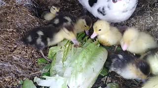 Pets on my roof: ducks, chickens, cats, rabbits, chicks