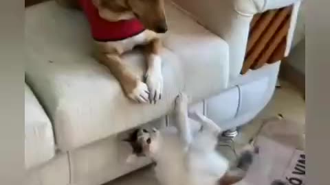 Cat vs Dog