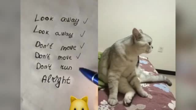 Cats talking like hooman, funny moments in English subtitles.