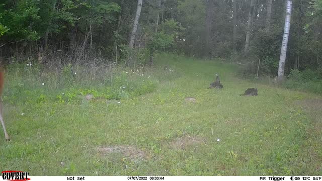 Turkeys protecting the chicks
