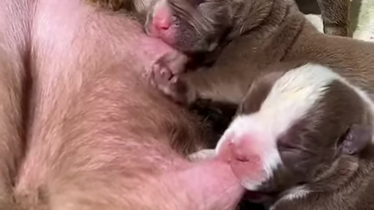 Adorable Puppies Drinking Breastmilk #shorts #puppy #puppylovers