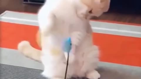 Funny cute cat - Video funny animal