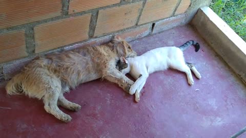 El perrito no le gusta la idea de dormir en junta del. Gato😂😂