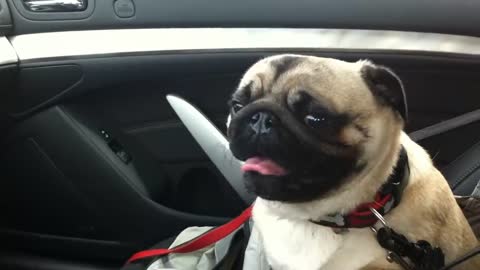 Dog loses it after finding out he's at pet store