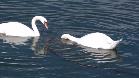 relaxing videos swan