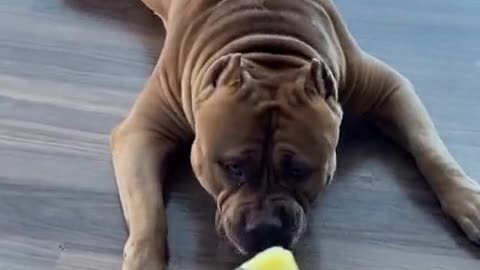 Massive pit bull tries pineapple for the first time