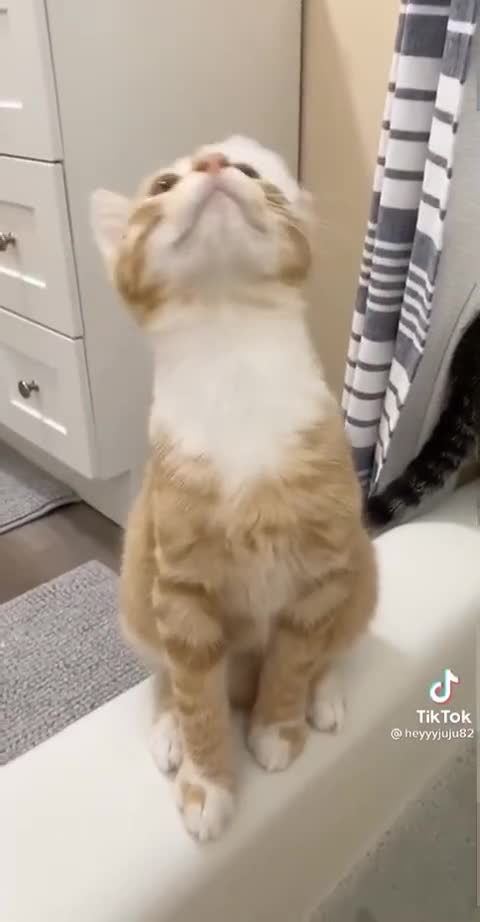 What a lovely hat sir! 😹