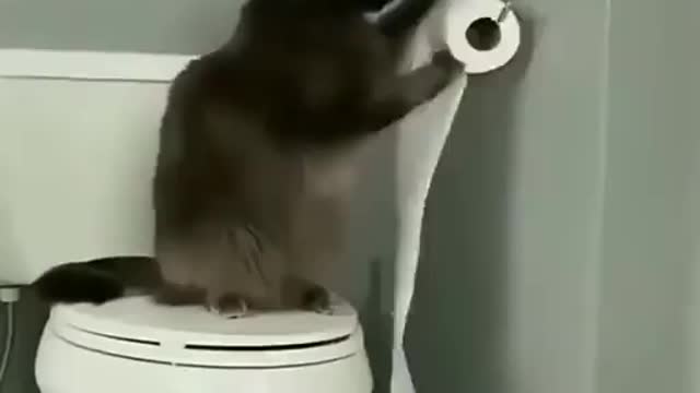 adorable cat, I laughed at his behavior