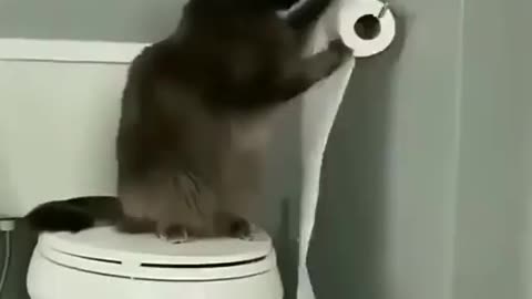 adorable cat, I laughed at his behavior