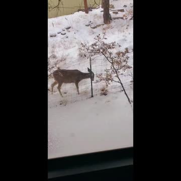 Deer outside my window