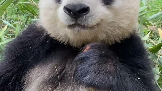 Panda loves to eat