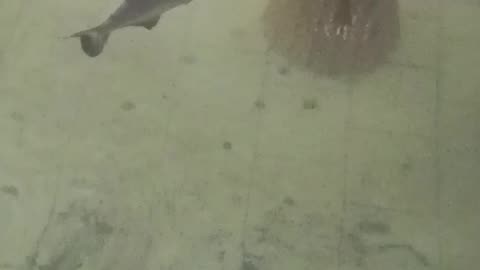 Fish pool