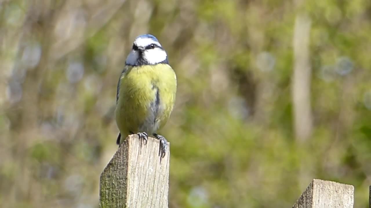 Chanteur oiseaux