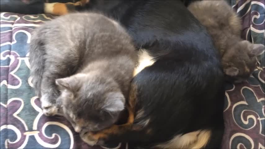 Trio Of Fur Babies Falling Asleep