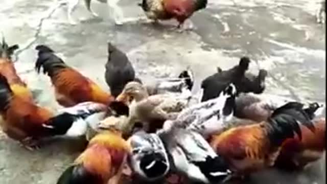 Chicken VS Dog fist