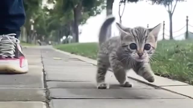 Adorable cute kitten running 😍😂🤣