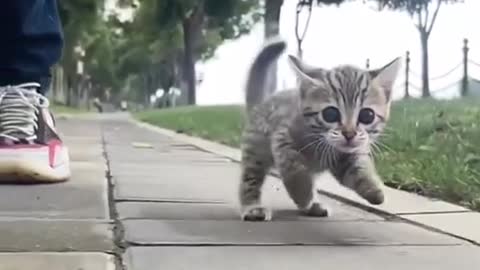 Adorable cute kitten running 😍😂🤣